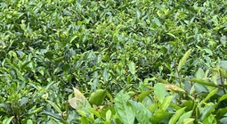 Lan man… trà Việt