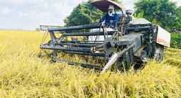 Giá lúa gạo giảm, không để xảy ra cảnh thương lái ép giá nông dân