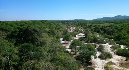 Làm rõ nguyên nhân giảm hơn 17.700 ha rừng tự nhiên ở Lâm Đồng