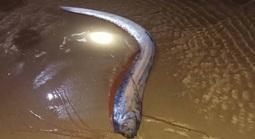 Hiện tượng hiếm: 4 con cá mái chèo dạt vào bờ biển tỉnh Lâm Đồng trong vài ngày