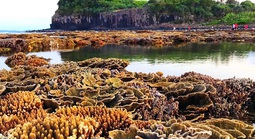 Quảng Ngãi muốn "đánh thức" du lịch lặn biển, ngắm san hô ở 2 hòn đảo nhỏ ven bờ