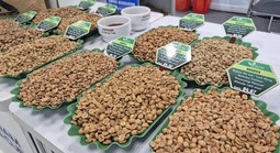 Giá cà phê hôm nay 26-3: Xuất hiện loại cà phê hơn 8 triệu đồng/kg