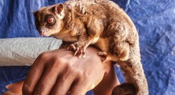 Sinh vật "tuyệt chủng 6.000 năm" tái xuất ở Đông Nam Á