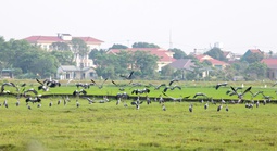 Đàn cò quý hiếm xuất hiện trên đồng ruộng Quảng Trị