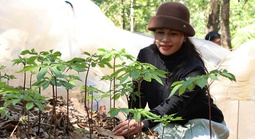 Mùa sâm Ngọc Linh "thức giấc"