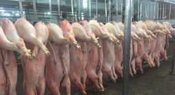 Giá heo hơi hôm nay, 27-3: Tiếp tục giảm ở khu vực miền Bắc