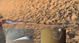 Cá mái chèo liên tục chết dạt vào bờ: Liên quan vùng nước trồi