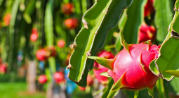 Bộ Nông nghiệp và Môi trường nói gì về tần suất kiểm tra của EU với thanh long từ Việt Nam?