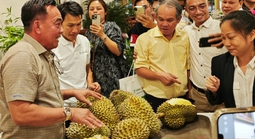 Công ty của bầu Đức tính trồng thêm 700 ha sầu riêng