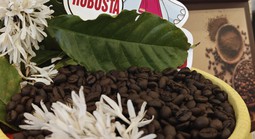 Giá cà phê hôm nay 3-3: Bật tăng dữ dội