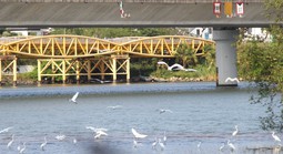 Hình ảnh đàn cò về kiếm ăn bên sông Hàn, giữa trung tâm Đà Nẵng