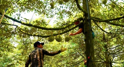 Gõ sầu riêng kiếm tiền triệu