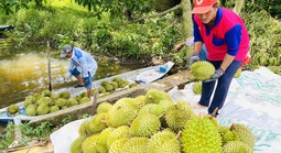 Sau lập đỉnh, giá sầu riêng quay đầu giảm mạnh