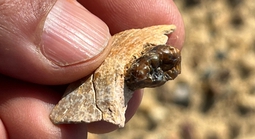 Sinh vật lạ ở Ai Cập vừa làm thay đổi lịch sử loài người