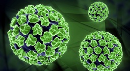 Tay chân miệng tăng nhanh, cảnh báo chủng EV71 độc lực cao