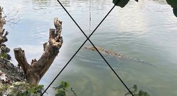 Thông tin lan truyền “cá sấu xuất hiện trên sông Chắc Băng”: Tạo ảnh bằng AI để mẹ dọa em gái!