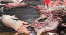 Nhức nhối heo bệnh tuồn ra thị trường, Thủ tướng chỉ đạo chấn chỉnh kiểm soát giết mổ