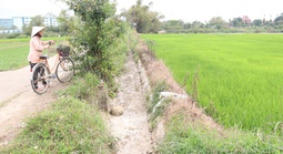 Nông dân Đà Nẵng "méo mặt" vì mặn đến sớm, kêu gọi thủy điện xả nước