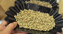 Giá cà phê hôm nay 4-3: Quay đầu giảm, Trung Quốc tăng mua cà phê