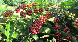 Giá cà phê hôm nay 5-3: Quay đầu tăng, hỗ trợ thích ứng xanh ngành cà phê cho cộng đồng yếu thế