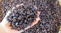 Giá cà phê hôm nay 6-3: Tăng tiếp, giá cà phê xuất khẩu vẫn hơn 4.000 USD/tấn