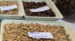 Giá cà phê hôm nay 7-3: Tăng tiếp, một loại cà phê đang được yêu thích vào vụ