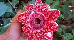 Phát hiện loài hoa quý hiếm Địa nhãn Himalaya trong rừng Phong Nha - Kẻ Bàng