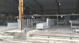 Cán bộ kiểm dịch thú y "vòi tiền" tiếp tay tiêu thụ 3.600 con heo bệnh