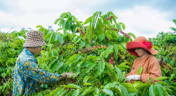 Không thể mãi xuất khẩu cà phê thô