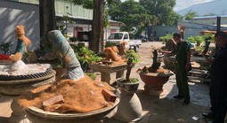 Trồng trong vườn nhà, vì sao 42 cây mai kiểng vẫn bị tịch thu?