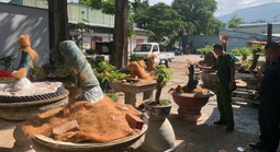 Vụ xử phạt, tịch thu 42 gốc mai vàng "không giấy tờ" ở Côn Đảo: Yêu cầu làm rõ nguồn gốc