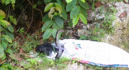 Rắn hổ mang chúa dài 2,6 m bò vào nhà dân