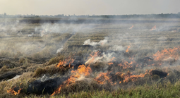 Chồng bàng hoàng phát hiện thi thể vợ trong đám cháy giữa đồng ở Cần Thơ