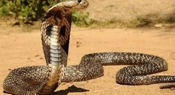 Rắn hổ mang chúa, tê tê bò vào vườn nhà dân ở Lâm Đồng