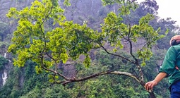 Mật phục bắt xe máy chở 6 cây muội hồng từ trên núi xuống