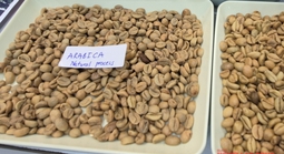 Giá cà phê hôm nay 11-4: Arabica bật tăng, Việt Nam vượt Brazil về xuất khẩu