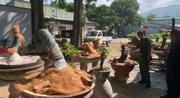 Vụ 42 gốc mai vàng "không giấy tờ" ở Côn Đảo: Sớm rõ những điểm gây tranh luận 