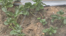 CLIP: Giữa nắng nóng, Đà Lạt xuất hiện “mưa vàng” 