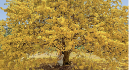 Vụ tịch thu 42 cây mai vàng "không giấy tờ": Người trồng mai ở miền Tây lo ngại