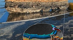 "Tổ tiên vĩ đại” của chúng ta được hé lộ ở vịnh Cá Mập