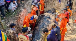 Cá heo lụy ở bờ biển Sông Cầu, trước đó người dân nhiều lần đẩy ra nhưng cá vẫn dạt vào