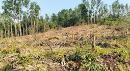 Nguyên giám đốc khai thác rừng trái phép, đơn vị quản lý “quên” báo cáo