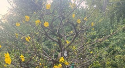 Từ vụ tạm giữ 42 gốc mai ở Côn Đảo: Nhà vườn băn khoăn về yêu cầu chứng minh nguồn gốc