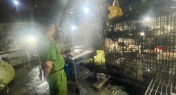 TPHCM: "Đột kích" 2 lò giết mổ chó, mèo trong khu dân cư