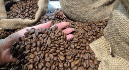 Giá cà phê hôm nay 14-4: Tăng trở lại, Mỹ tăng tốc nhập cà phê Việt