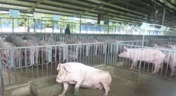 Giá heo hơi hôm nay, 14-4: Bật tăng ở chợ đầu mối
