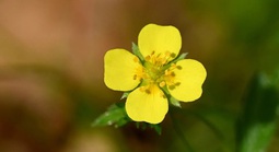 Một loài hoa dại có thể là “vũ khí siêu hạng” cho y học