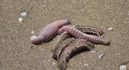 Hình ảnh lổn ngổn sâu biển dạt vào bờ biển Bãi Sau Vũng Tàu