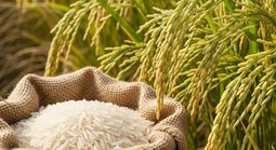 Thông tin quan trọng về cuộc thi gạo ngon vùng ĐBSCL