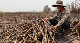 Nông dân chết lặng nhìn ruộng mía 28 ha bất ngờ bị cháy rụi